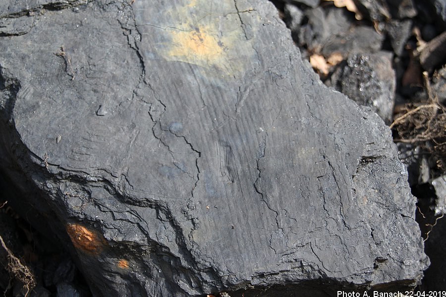 Végtétaux fossilisés