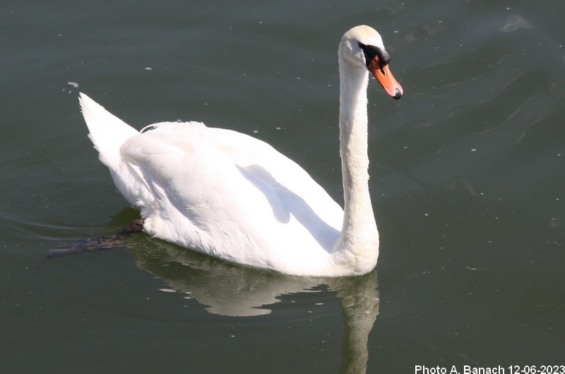 Un cygne