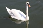 Un cygne