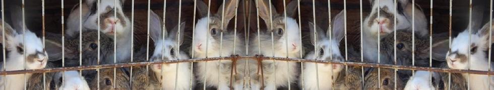 Lapins