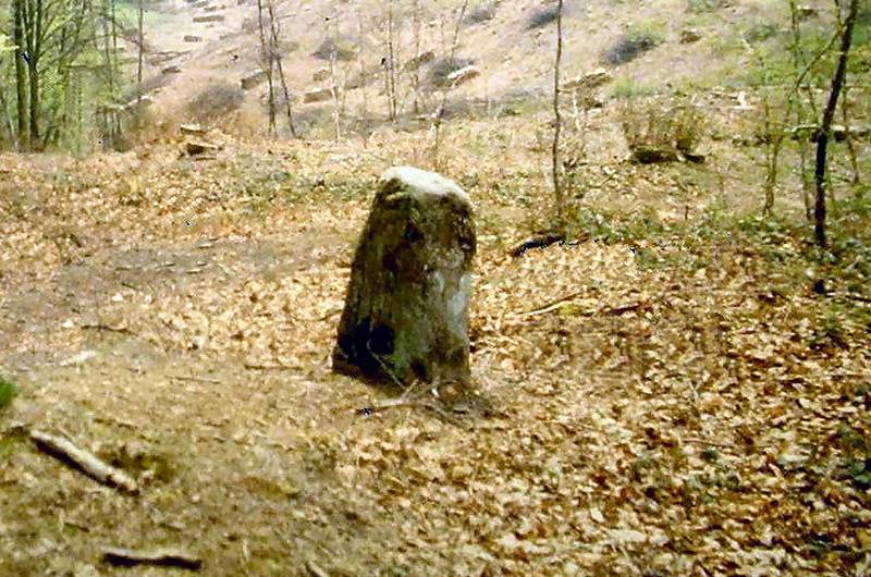 La borne en forêt