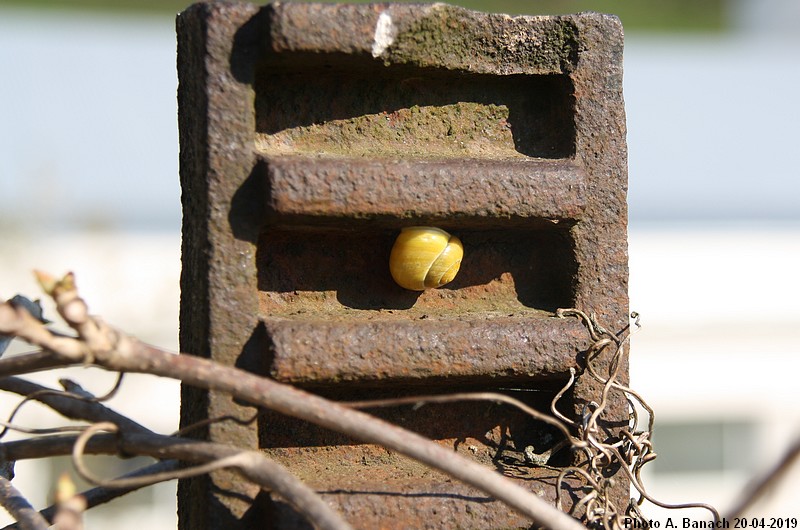 Escargot