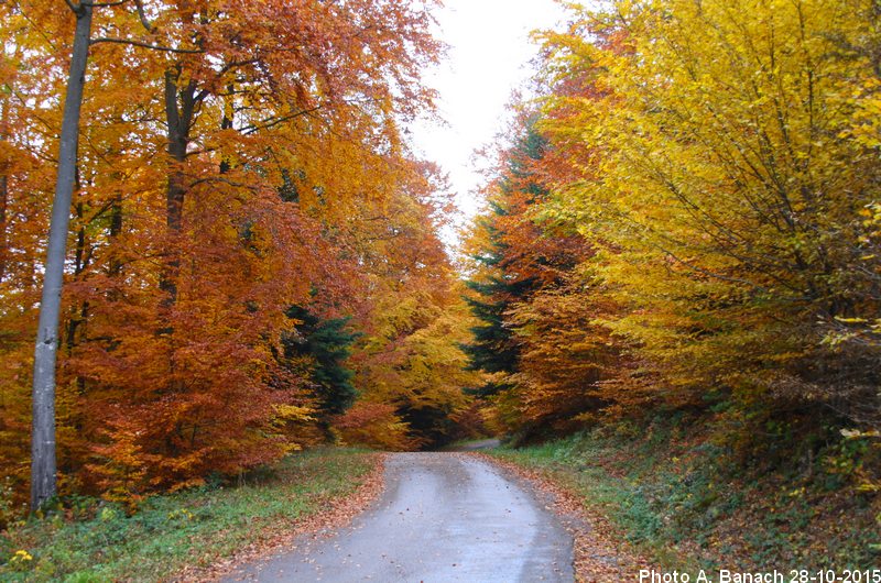 La forêt en automne