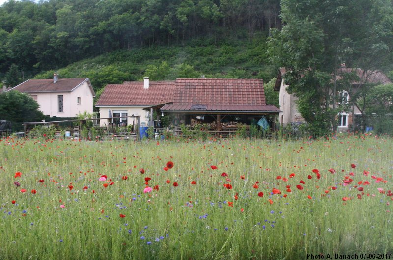 Coquelicots