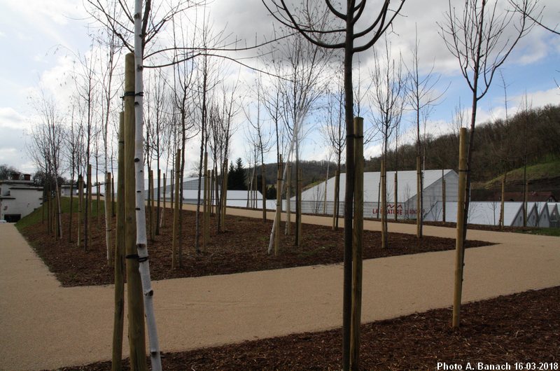 Plantation arbres