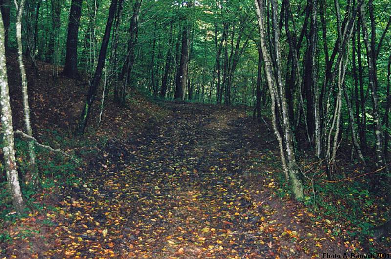 Le sentier en forêt