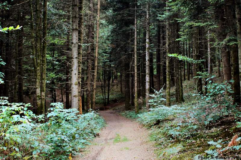 Le sentier dans les sapins