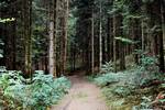 Le sentier au milieu des sapins