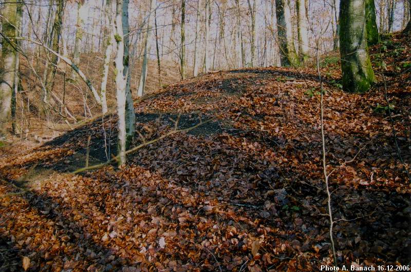 Terril en forêt