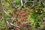 La plante carnivore droséra