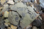 Des plantes fossilisées