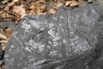 Des plantes fossilisées