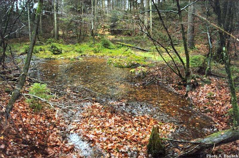 Résurgence de l'eau 