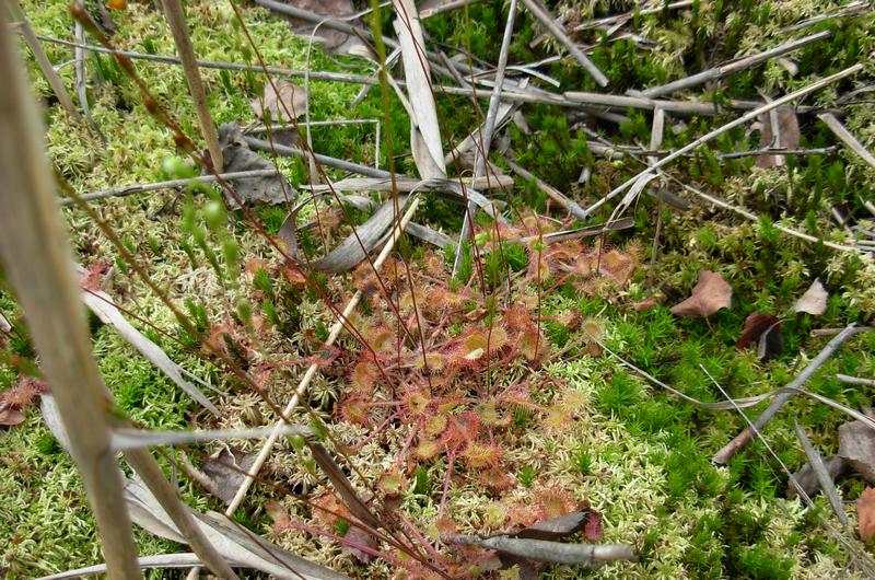 Les plantes carnivores droséra