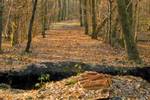 Bois de Epoisses